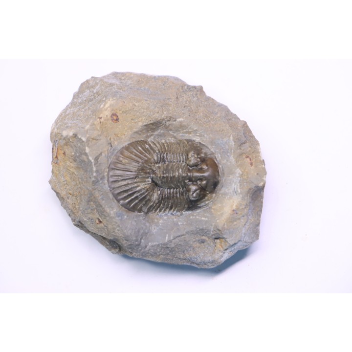 scabriscutellum hammadi - emsian - jbel Oufatene - Morocco