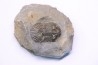 scabriscutellum hammadi - emsien - jbel Oufatene - Maroc