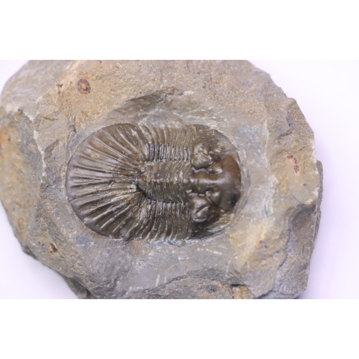 scabriscutellum hammadi - emsian - jbel Oufatene - Morocco