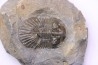 scabriscutellum hammadi - emsien - jbel Oufatene - Maroc
