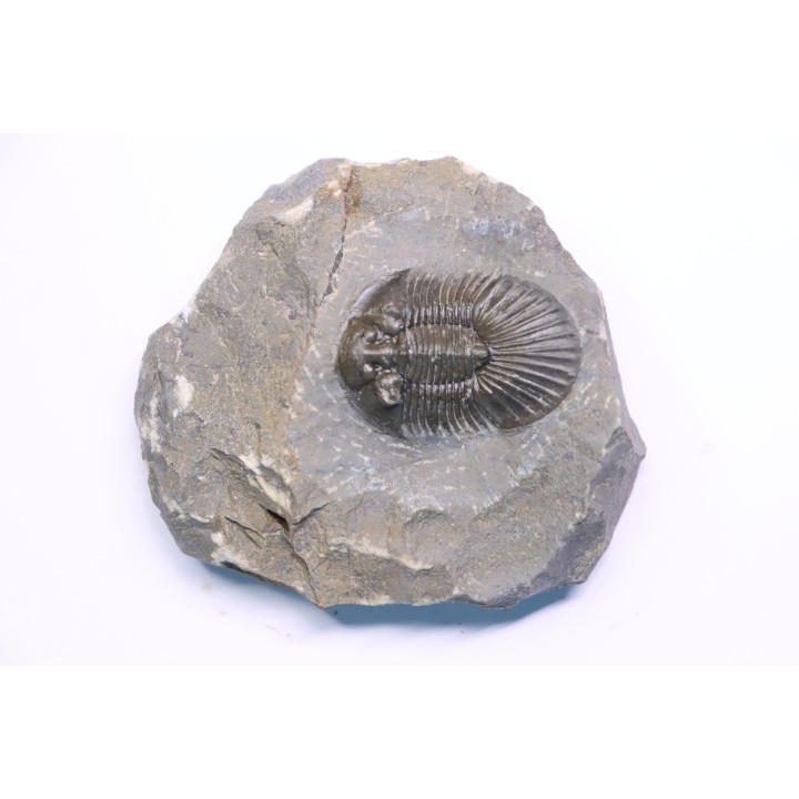 scabriscutellum hammadi - emsian - jbel Oufatene - Morocco