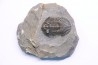 scabriscutellum hammadi - emsien - jbel Oufatene - Maroc
