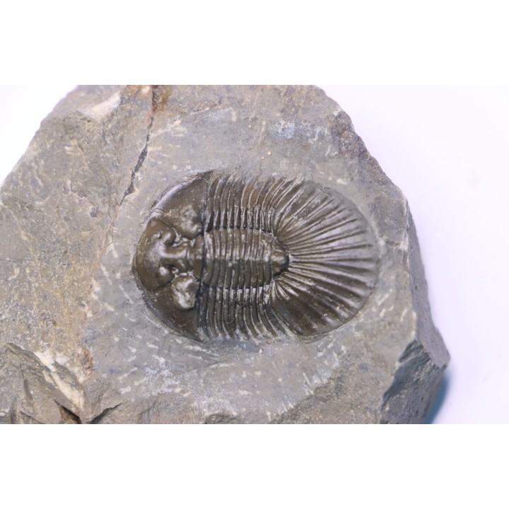 scabriscutellum hammadi - emsien - jbel Oufatene - Maroc