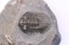 scabriscutellum hammadi - emsian - jbel Oufatene - Morocco