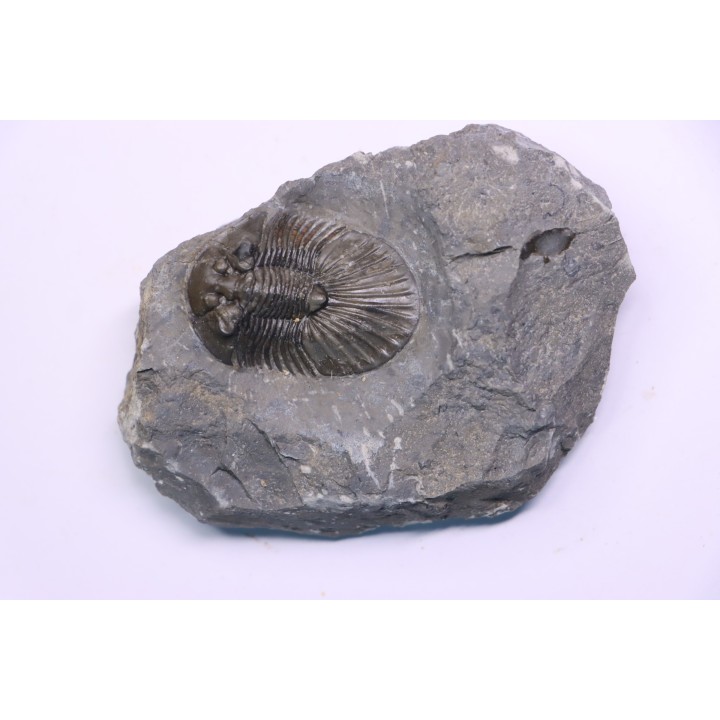 scabriscutellum hammadi - emsian - jbel Oufatene - Morocco