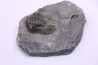 scabriscutellum hammadi - emsian - jbel Oufatene - Morocco