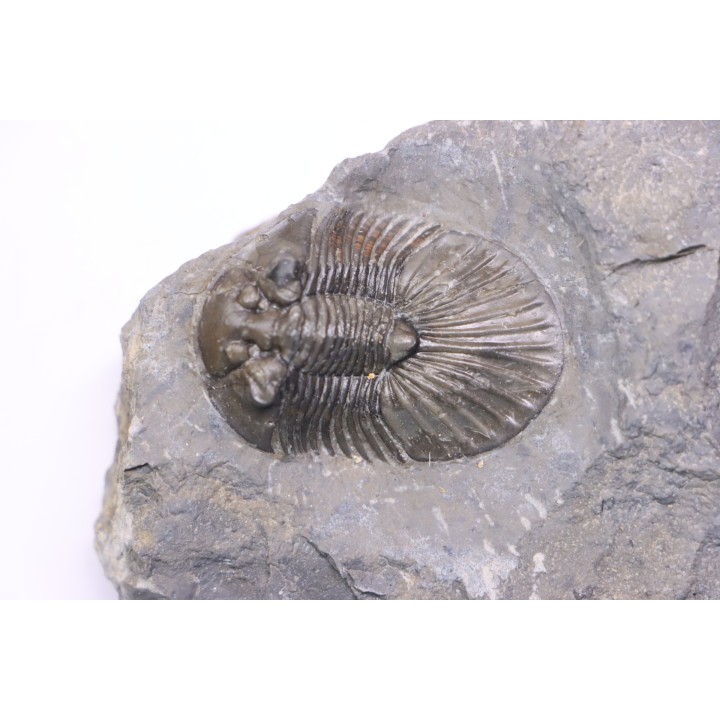 scabriscutellum hammadi - emsian - jbel Oufatene - Morocco