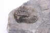 scabriscutellum hammadi - emsian - jbel Oufatene - Morocco