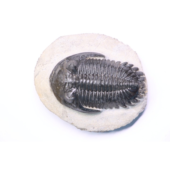 HOLLARDOPS mesocristata - emsien superieur - Jbel Gara, Foum zguid, Maroc