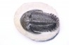 HOLLARDOPS mesocristata - emsien superieur - Jbel Gara, Foum zguid, Maroc