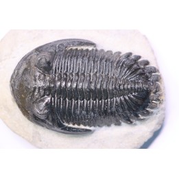 HOLLARDOPS mesocristata - upper emsian - Jbel Gara, Foum zguid, Morocco