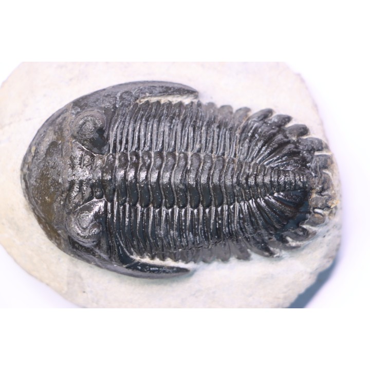 HOLLARDOPS mesocristata - emsien superieur - Jbel Gara, Foum zguid, Maroc
