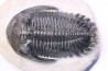 HOLLARDOPS mesocristata - emsien superieur - Jbel Gara, Foum zguid, Maroc