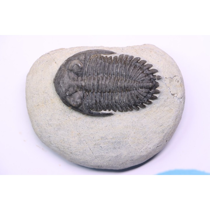 HOLLARDOPS mesocristata - emsien superieur - Jbel Gara, Foum zguid, Maroc