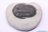 HOLLARDOPS mesocristata - emsien superieur - Jbel Gara, Foum zguid, Maroc