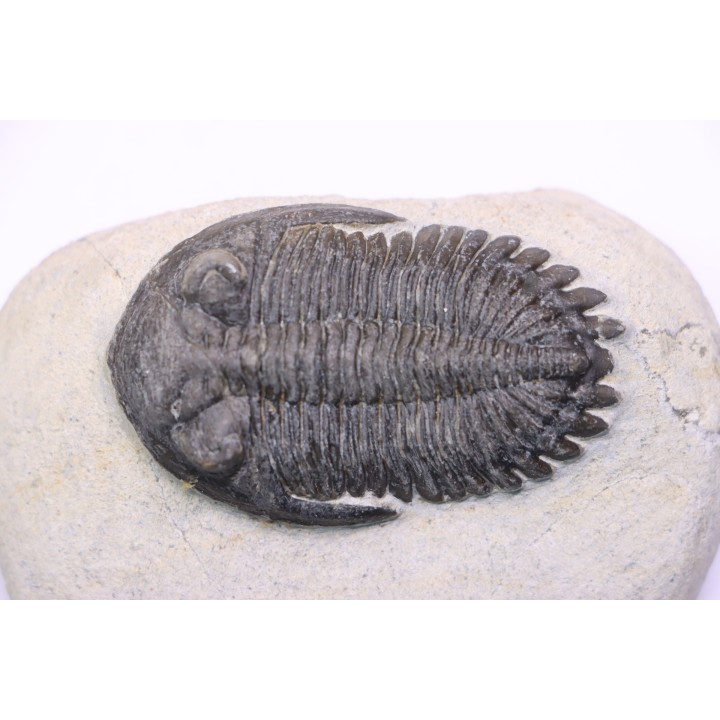 HOLLARDOPS mesocristata - emsien superieur - Jbel Gara, Foum zguid, Maroc