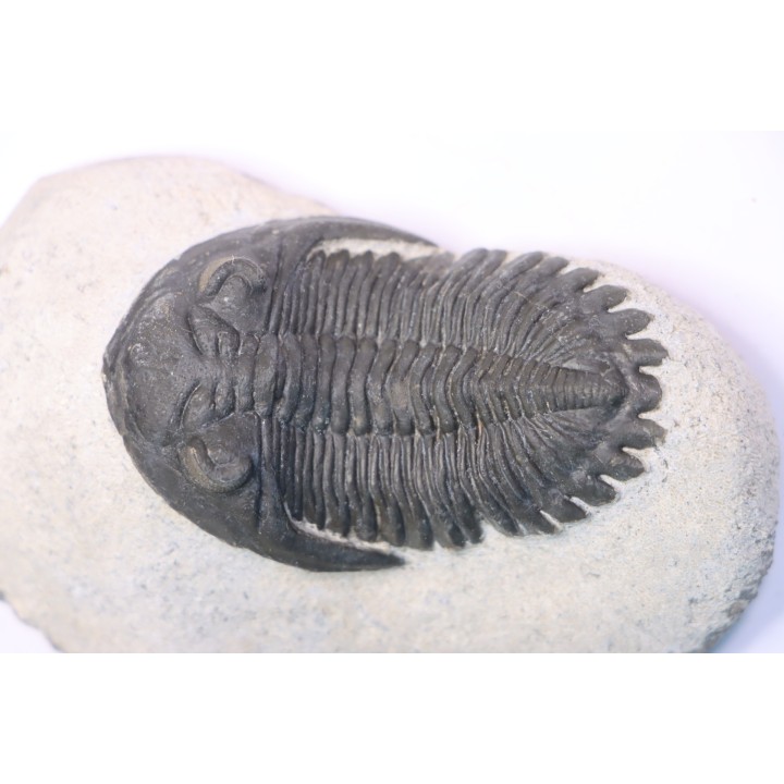 HOLLARDOPS mesocristata - emsien superieur - Jbel Gara, Foum zguid, Maroc