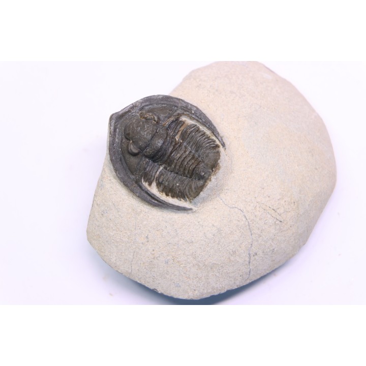 Diademoproetus praecursor - Emsian -  Foum Zguid