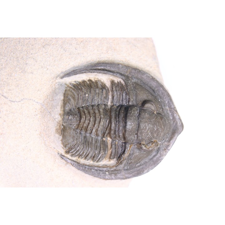 Diademoproetus praecursor - Emsien -  Foum Zguid, Maroc
