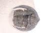 Diademoproetus praecursor - Emsian -  Foum Zguid