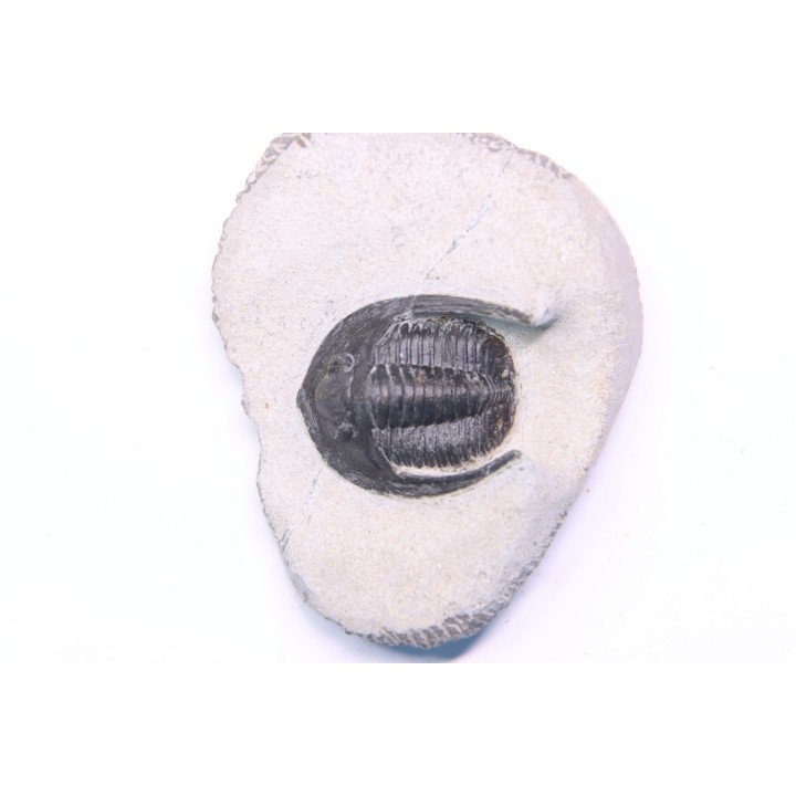 Diademoproetus praecursor - Emsian -  Foum Zguid