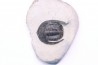 Diademoproetus praecursor - Emsian -  Foum Zguid