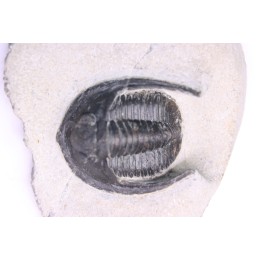 Diademoproetus praecursor - Emsian -  Foum Zguid