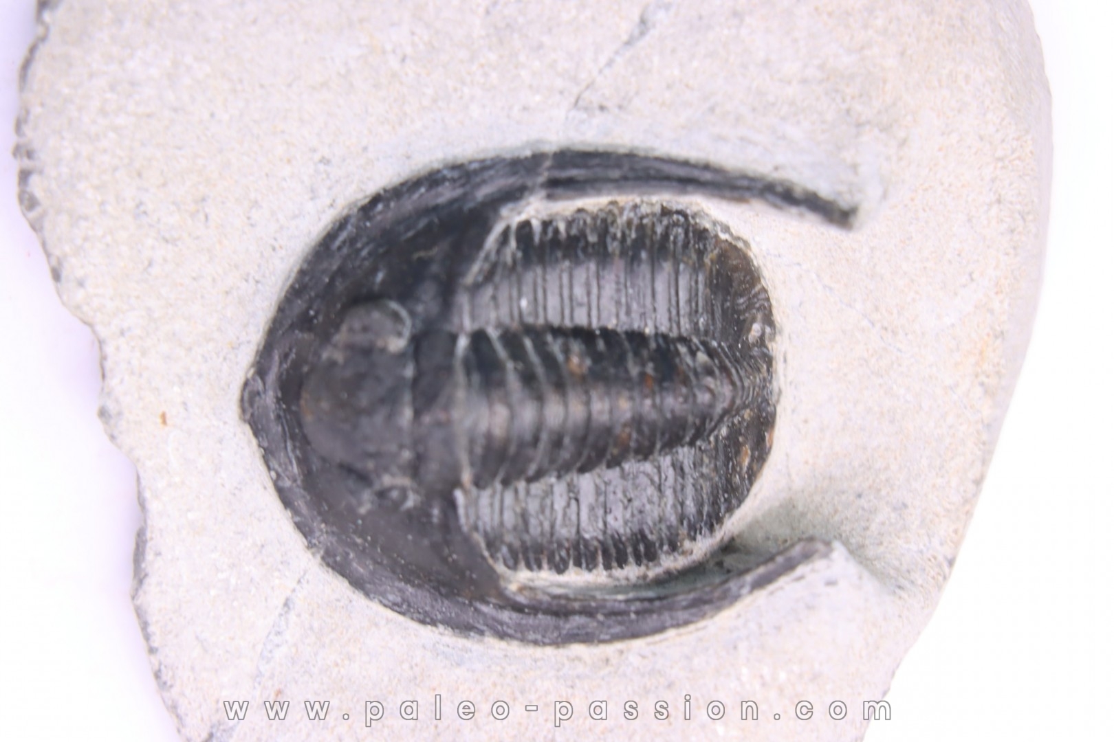 Diademoproetus praecursor - Emsien - Foum Zguid, Maroc