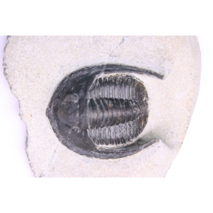 Diademoproetus praecursor - Emsien -  Foum Zguid, Maroc