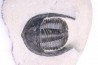 Diademoproetus praecursor - Emsian -  Foum Zguid