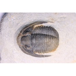 Diademoproetus praecursor - Emsien -  Foum Zguid, Maroc