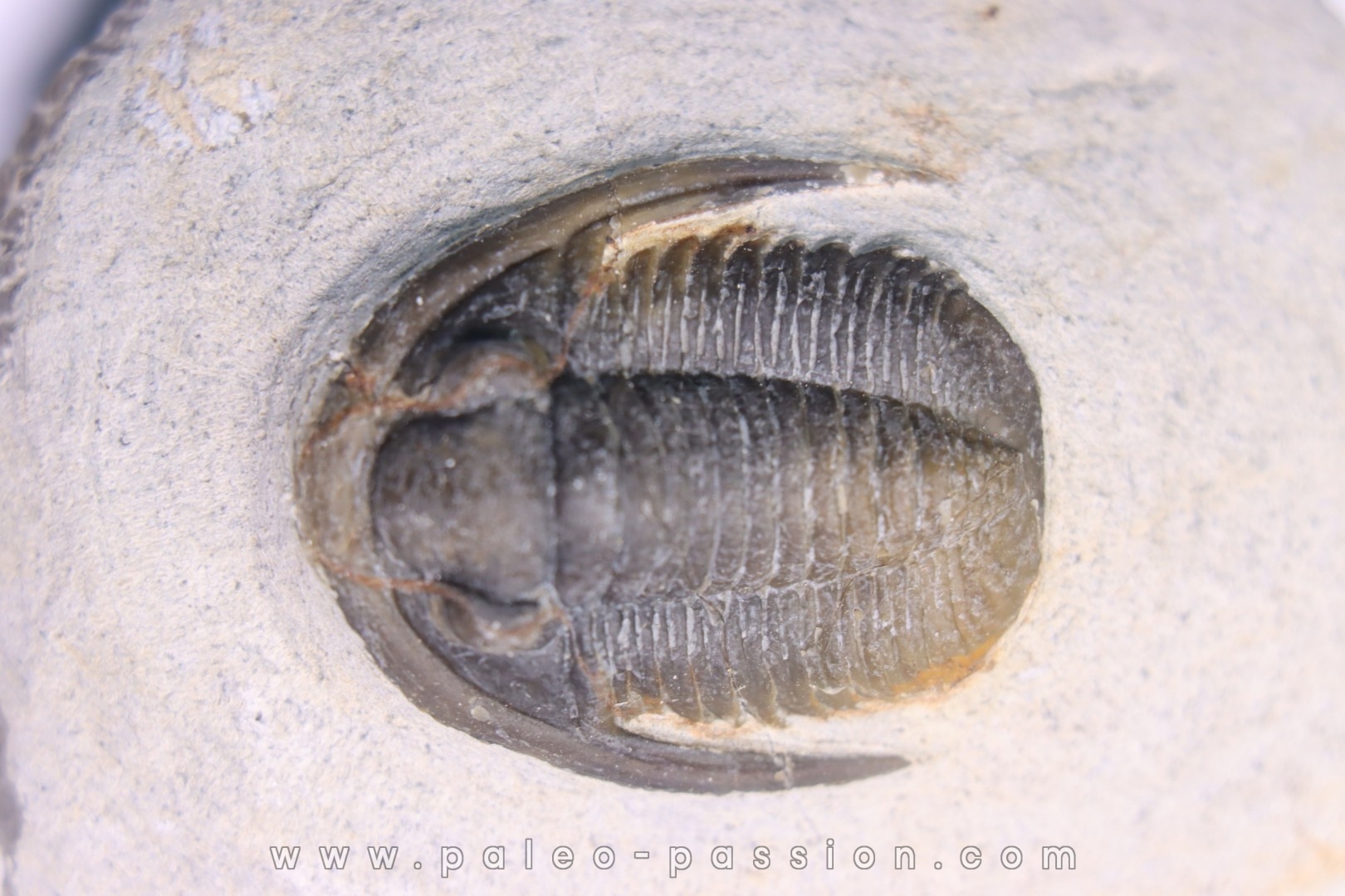 Diademoproetus praecursor - Emsien - Foum Zguid, Maroc
