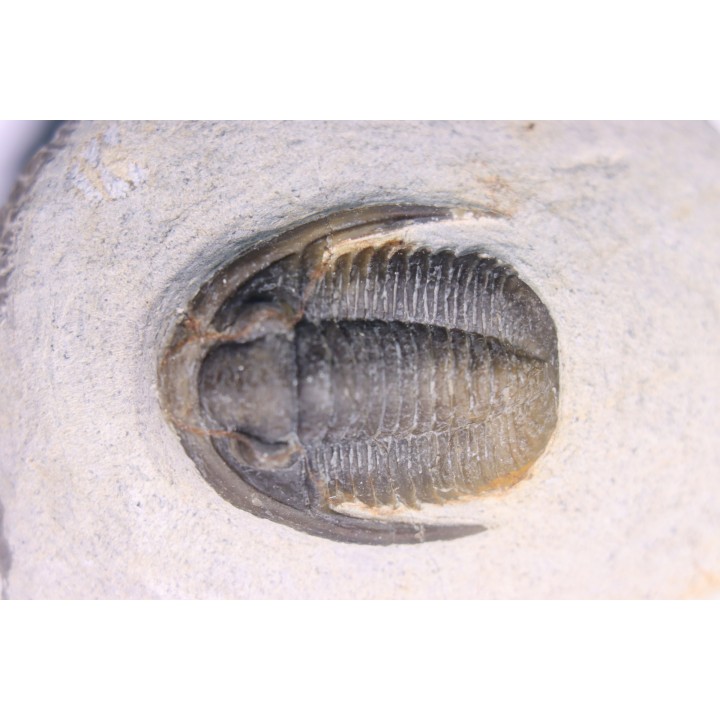 Diademoproetus praecursor - Emsien -  Foum Zguid, Maroc