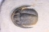 Diademoproetus praecursor - Emsian -  Foum Zguid