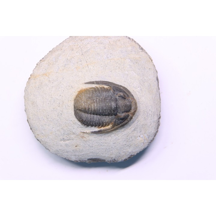 Diademoproetus praecursor - Emsien -  Foum Zguid, Maroc