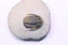 Diademoproetus praecursor - Emsian -  Foum Zguid