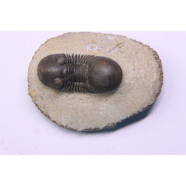PARALEJURUS BRONGNIARTI MENANENSIS -  praguien - Foum Zguid, Maroc