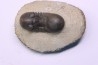 PARALEJURUS BRONGNIARTI MENANENSIS -  praguien - Foum Zguid, Maroc