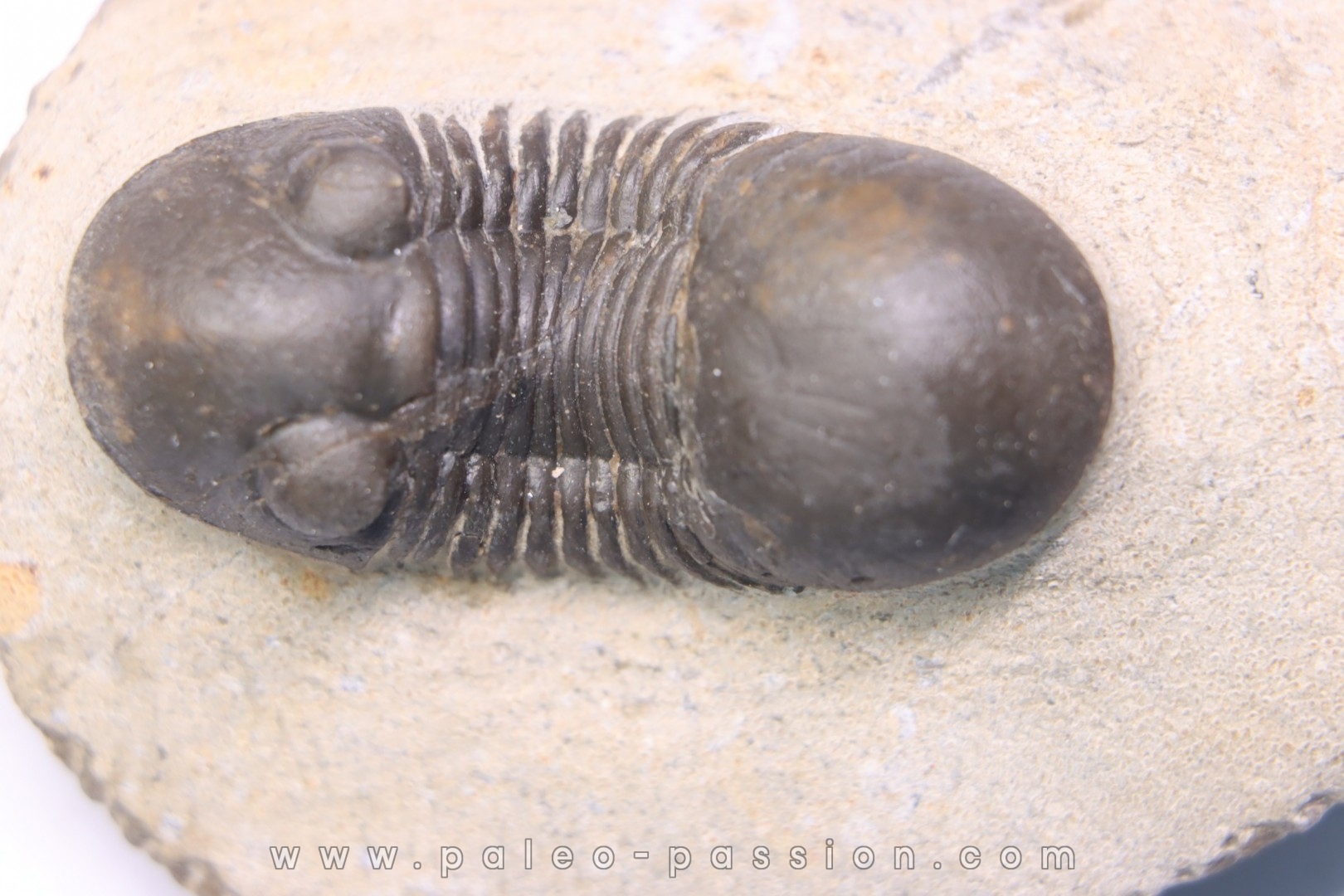 PARALEJURUS BRONGNIARTI MENANENSIS - praguien - Foum Zguid, Maroc