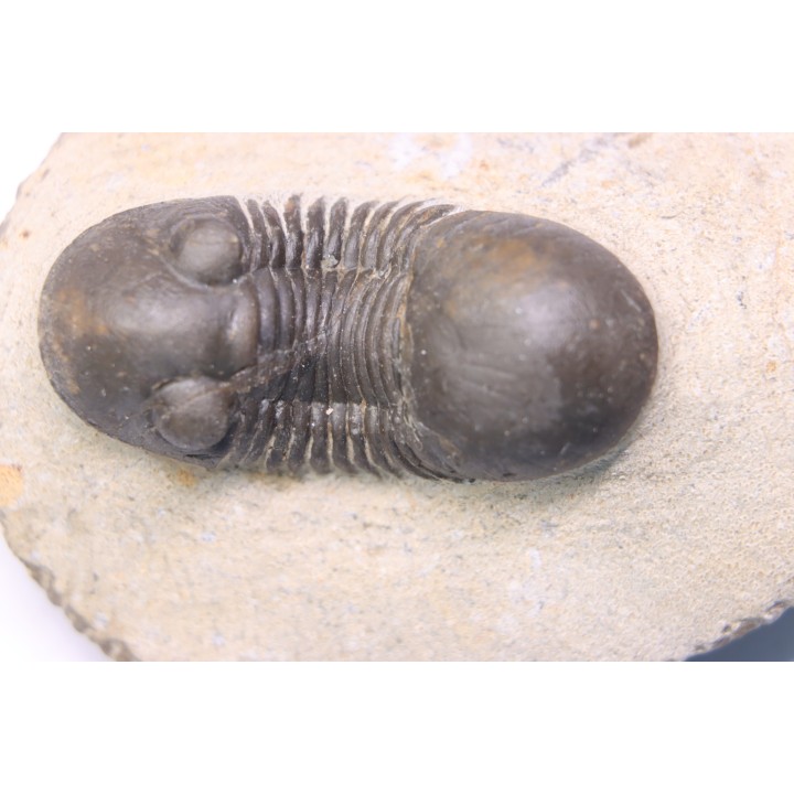 PARALEJURUS BRONGNIARTI MENANENSIS - praguian - Foum Zguid,Morocco