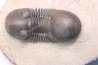 PARALEJURUS BRONGNIARTI MENANENSIS -  praguien - Foum Zguid, Maroc