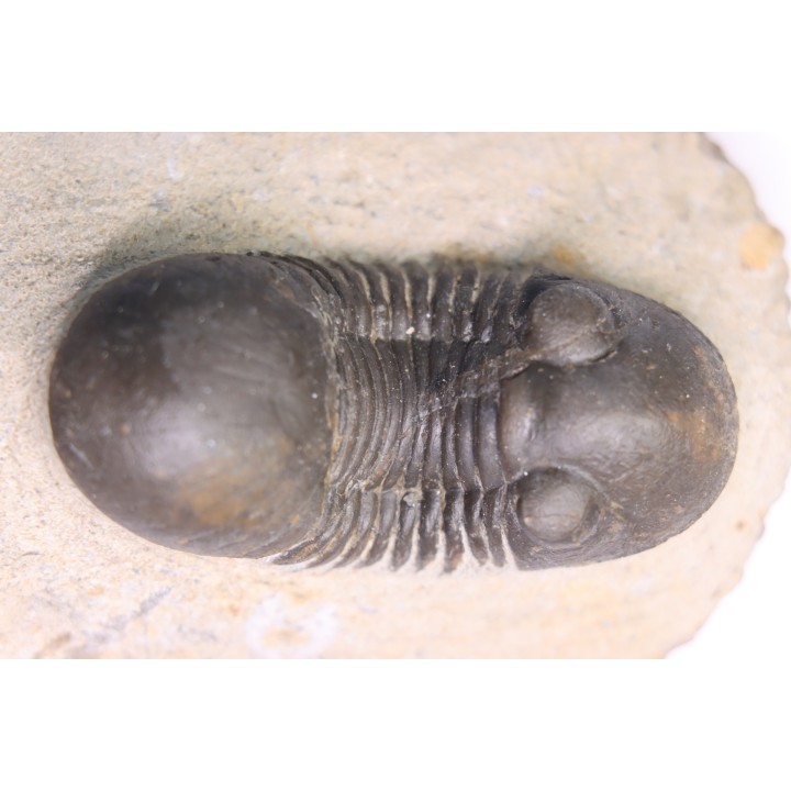 PARALEJURUS BRONGNIARTI MENANENSIS - praguian - Foum Zguid,Morocco