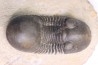 PARALEJURUS BRONGNIARTI MENANENSIS - praguian - Foum Zguid,Morocco