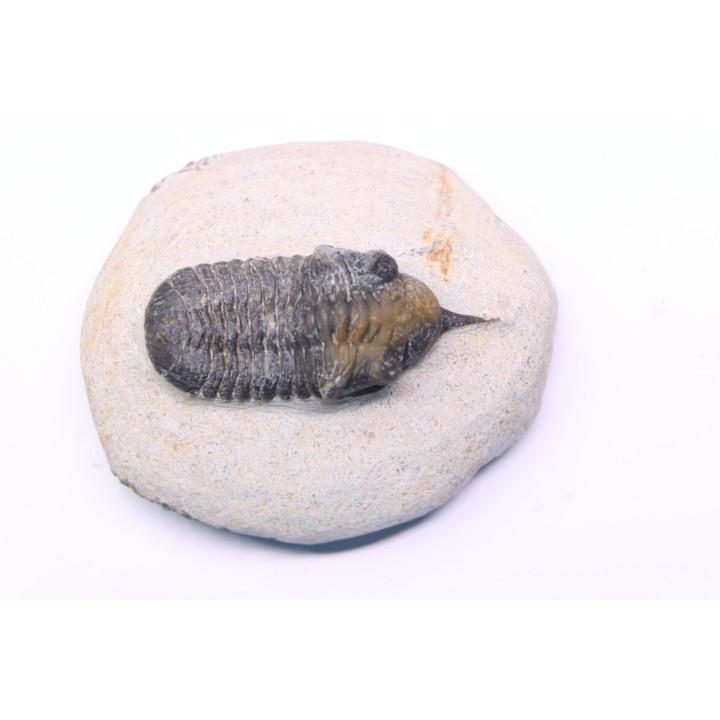 Morocconites Malladoides