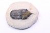 Morocconites Malladoides