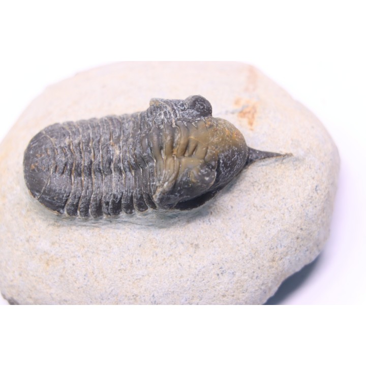 Morocconites Malladoides