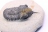 Morocconites Malladoides