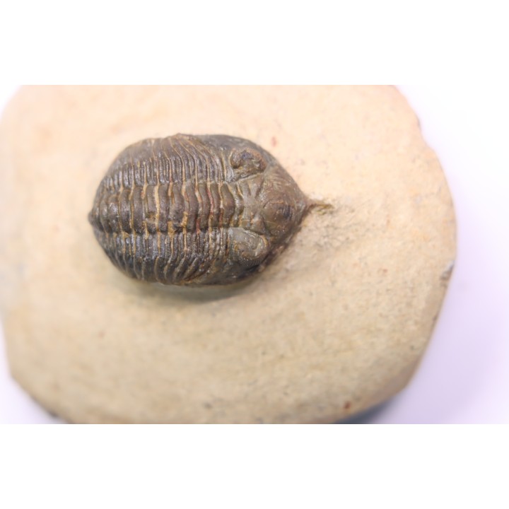 Minicryphaeus minimus - praguian - jbel Oufatene - Morocco