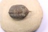 Minicryphaeus minimus -  praguien - jbel Oufatene - Maroc