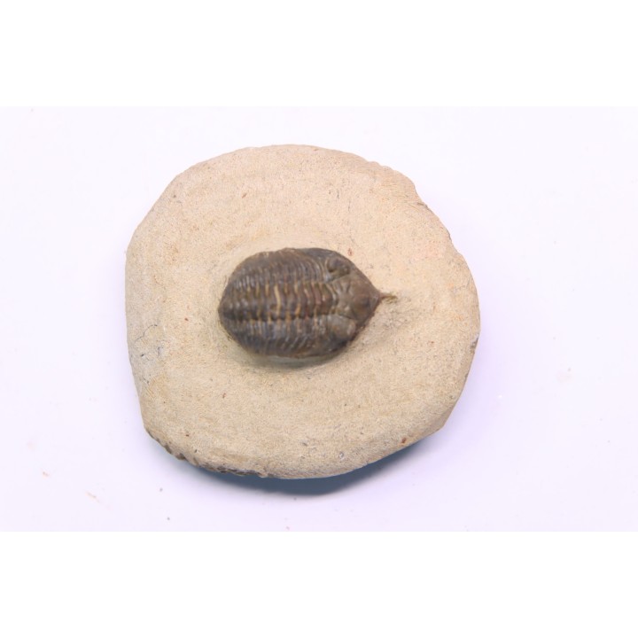 Minicryphaeus minimus - praguian - jbel Oufatene - Morocco